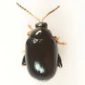 Dibolia chelones - photo 2