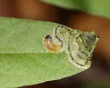 Dibolia melampyri