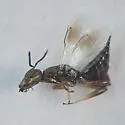Dibrachys pelos