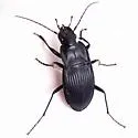 Dicaelus ambiguus - photo 4