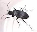 Dicaelus ambiguus - photo 5