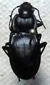 Dicaelus chermocki