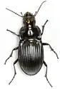 Dicaelus costatus