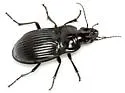 Dicaelus costatus - photo 2