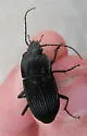 Dicaelus crenatus - photo 2