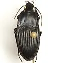 Dicaelus crenatus - photo 3
