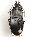 Dicaelus crenatus - photo 4