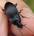 Dicaelus crenatus - photo 5