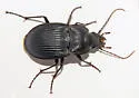 Dicaelus dilatatus