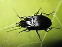 Dicaelus dilatatus - photo 2