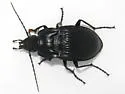 Dicaelus dilatatus - photo 3