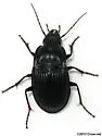 Dicaelus dilatatus - photo 4