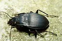 Dicaelus dilatatus - photo 5