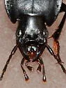 Dicaelus elongatus