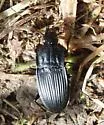 Dicaelus elongatus - photo 2