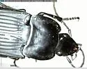 Dicaelus elongatus - photo 3
