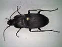 Dicaelus elongatus - photo 4