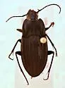 Dicaelus furvus - photo 3