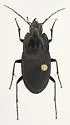 Dicaelus furvus - photo 4