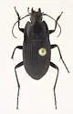 Dicaelus furvus - photo 5