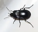 Dicaelus laevipennis