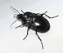 Dicaelus laevipennis - photo 2