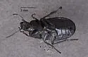 Dicaelus laevipennis - photo 3