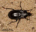 Dicaelus laevipennis - photo 5