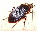 Dicaelus politus - Dicaelus politus