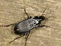 Dicaelus politus - photo 2
