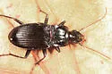 Dicaelus politus - photo 3