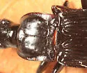 Dicaelus politus - photo 4