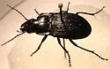 Dicaelus sculptilis - photo 2