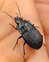 Dicaelus sculptilis - photo 3