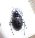 Dicaelus sculptilis - photo 4