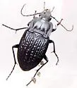 Dicaelus sculptilis - photo 5