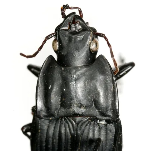 Dicaelus subtropicus - Dicaelus subtropicus