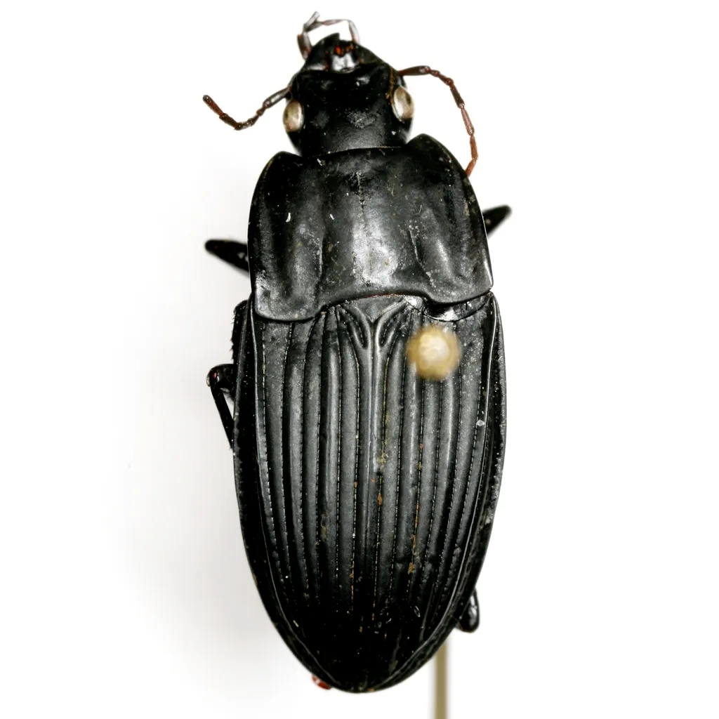 Dicaelus subtropicus - photo 3