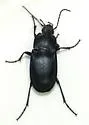 Dicaelus suffusus - photo 2