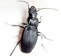 Dicaelus teter - Dicaelus teter