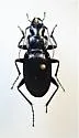Dicaelus teter - photo 3