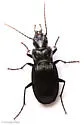 Dicaelus teter - photo 4