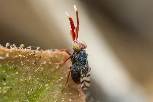 Dicarnosis erythrocephala - photo 2