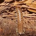 Dicellarius lamprus - photo 3