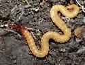 Dicellophilus anomalus - photo 4
