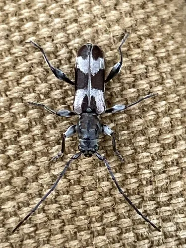 Dicentrus bluthneri - photo 2