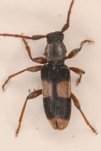 Dicentrus bluthneri - photo 3