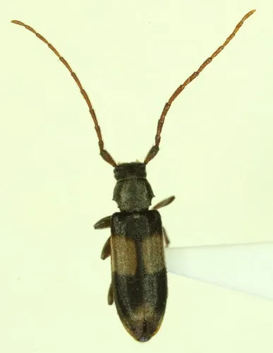 Dicentrus bluthneri - photo 4