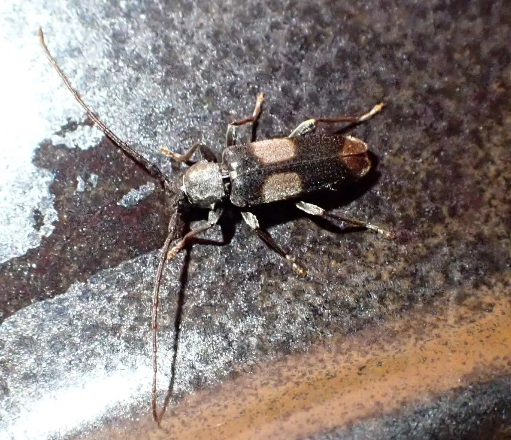 Dicentrus bluthneri - photo 5