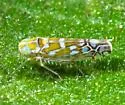 Wild Olive Leafhopper